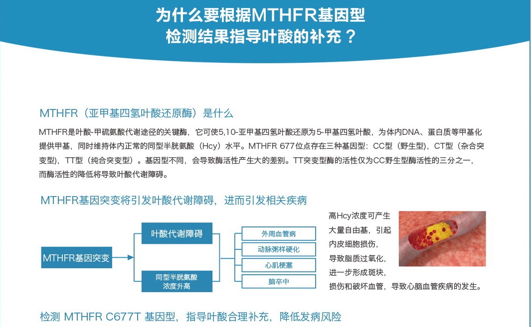 MTHFR C677T基因检测试剂盒(图1)