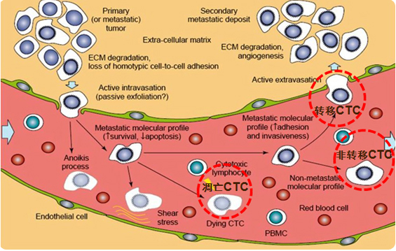 循环肿瘤细胞（CTC）(图1)